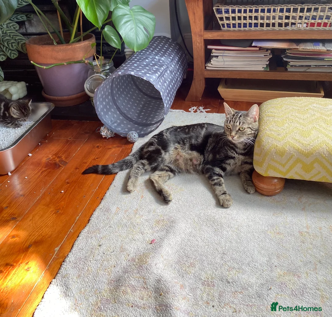 Mixed Breed cats for sale: Bengal Male kitten 3 weeks old - Advert 1