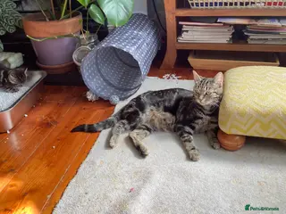 Mixed Breed cats Bengal Male kitten 3 weeks old - Advert 2