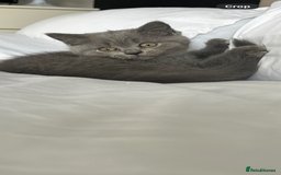 British Shorthair cats for sale: Full gccf British short hair kittens  - Image 3