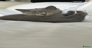 British Shorthair cats - Advert 4
