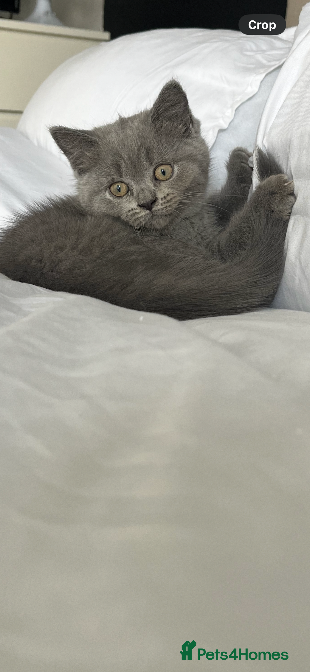 British Shorthair cats for sale: Full gccf British short hair kittens  - Image 3