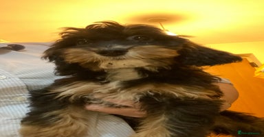 Cockapoo dogs - Advert 2