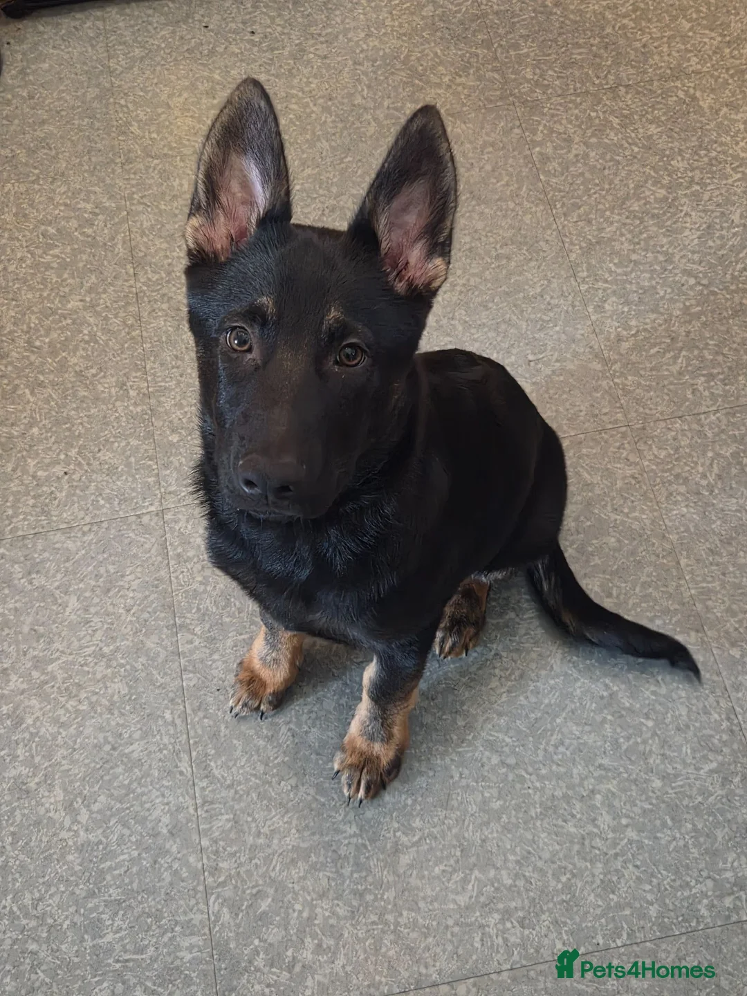 German Shepherd dogs for sale: 5 month old German Shepherd pup - Advert 2