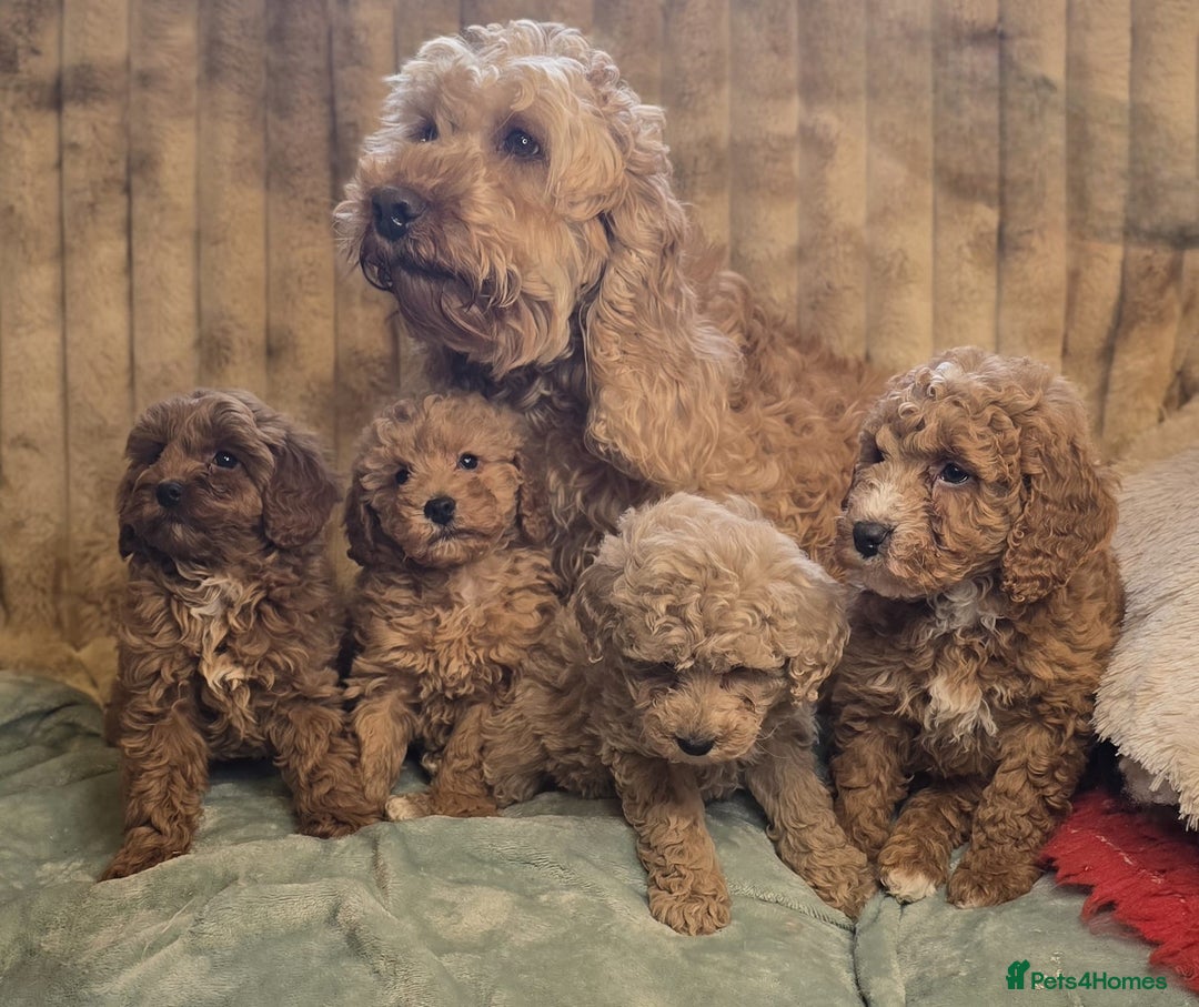 Cockapoo dogs for sale: Cockapoo puppies  - Advert 1