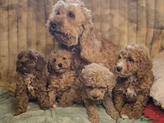 Cockapoo dogs Cockapoo puppies - Advert 3