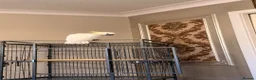 Cockatoo birds for sale: Cockatoo Sulphur-Crested **SILLY TAME** in Bradford - Advert 7