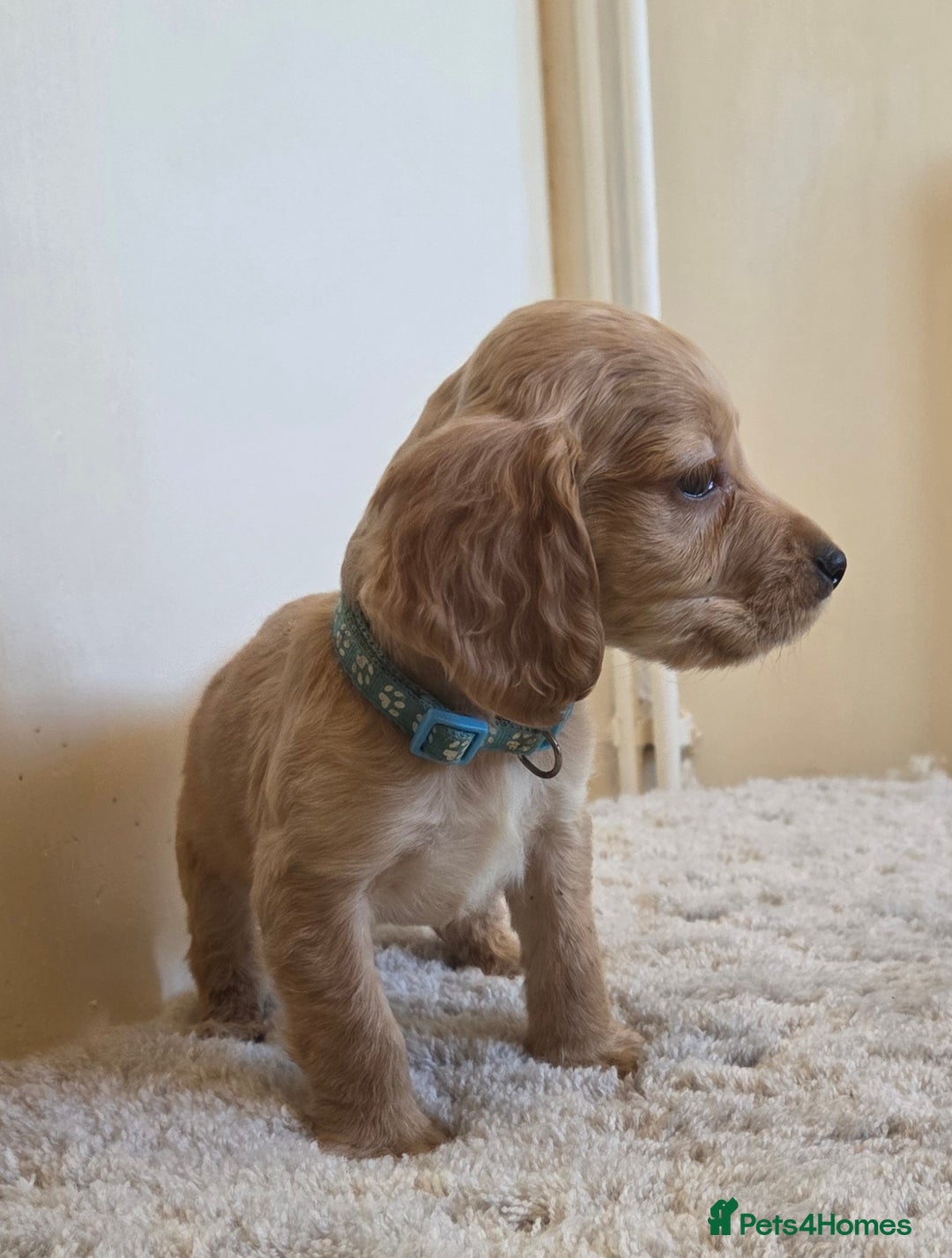 Cocker Spaniel dogs for sale: 6 cocker spaniel pups  - Advert 20