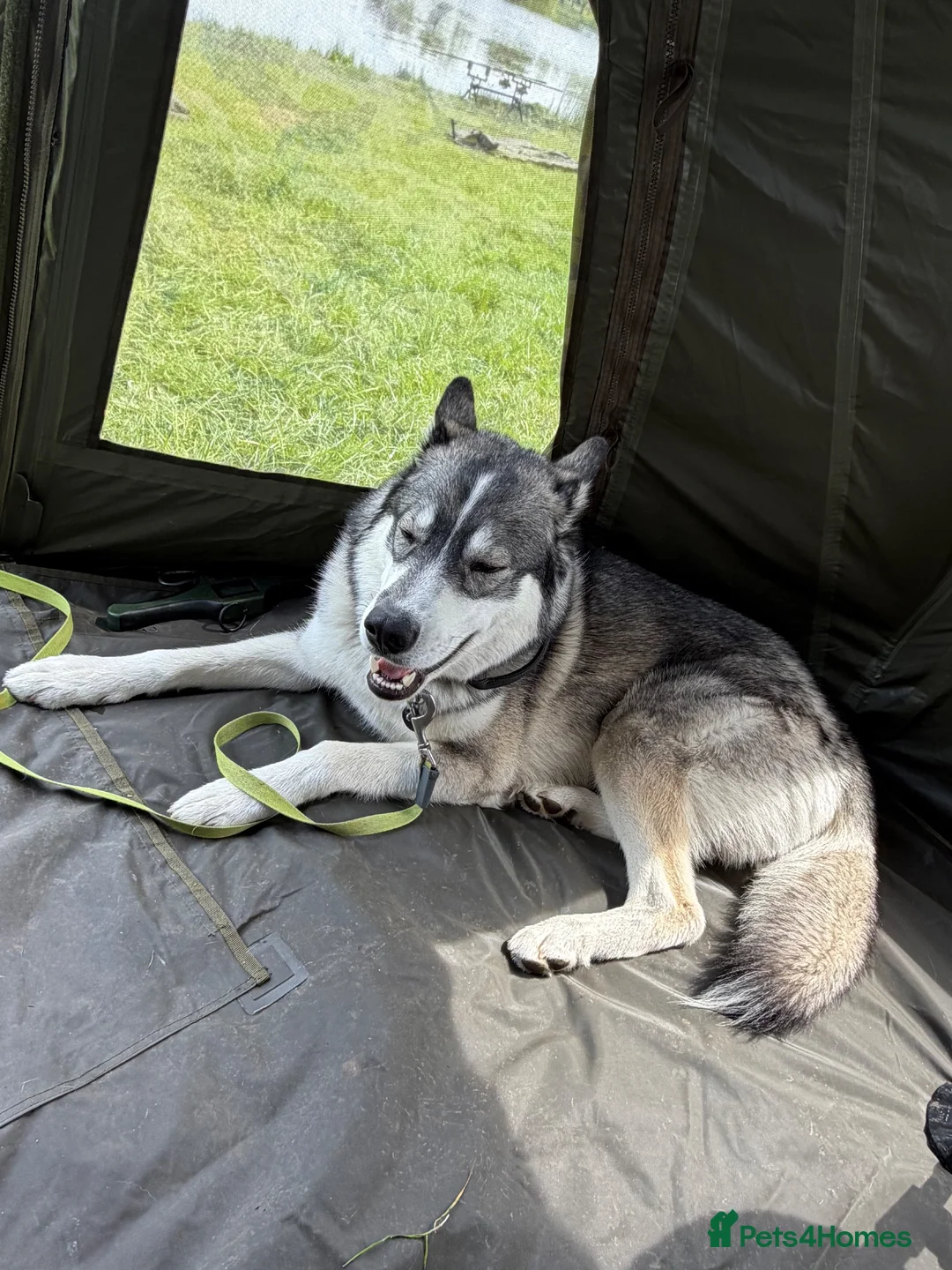 Siberian Husky dogs for stud: Siberian husky for stud  - Advert 2