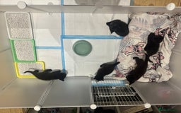 British Shorthair cats for sale: Kittens for sale  - Image 4
