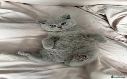 British Shorthair cats for sale: Champion Line British Shorthair Kittens - Image 14