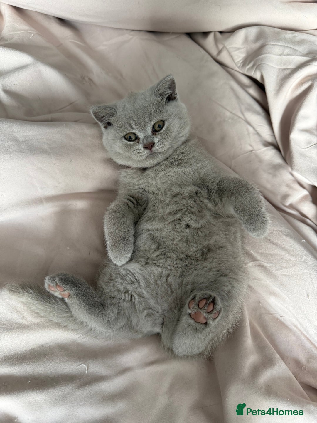 British Shorthair cats for sale: Champion Line British Shorthair Kittens - Image 14