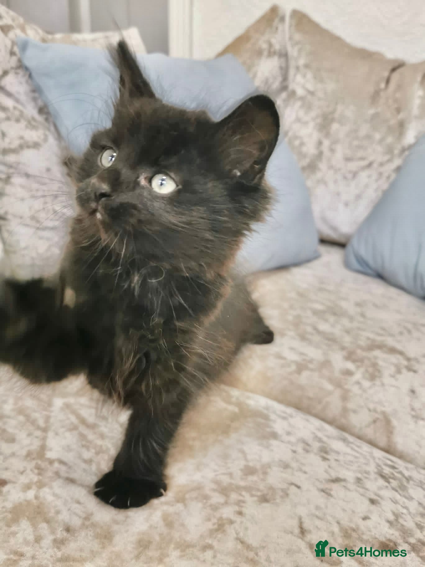 Maine Coon cats Black Maine Coon Kittens - Advert 8