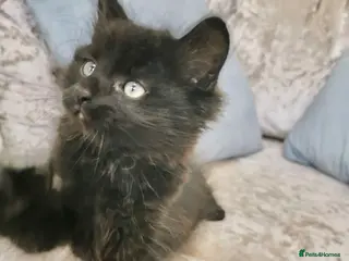 Maine Coon cats Black Maine Coon Kittens - Advert 8