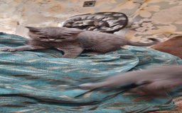 British Shorthair cats for sale: Britsh shorthair Pure blue boys  - Image 7