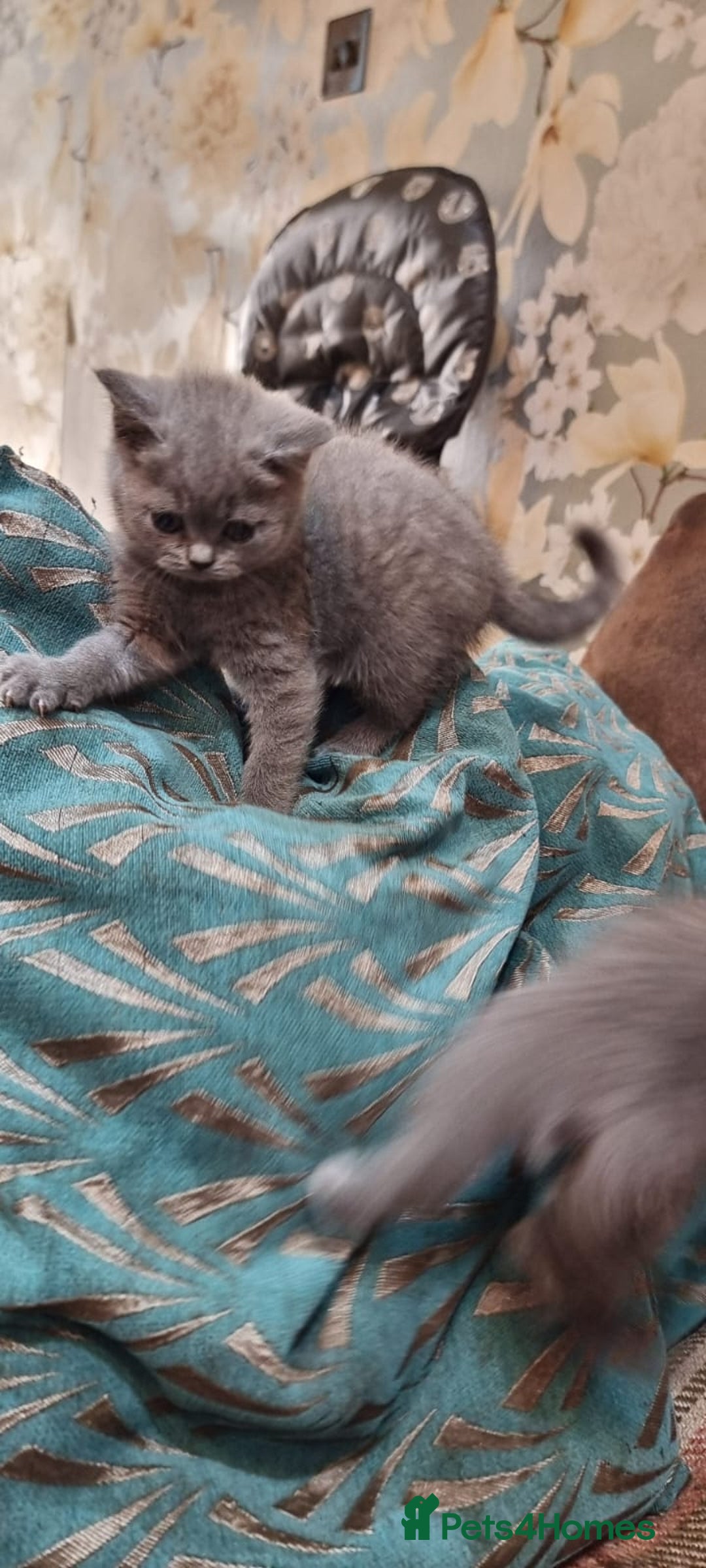 British Shorthair cats for sale: Britsh shorthair Pure blue boys  - Image 7