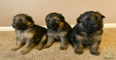 German Shepherd dogs - Advert 1