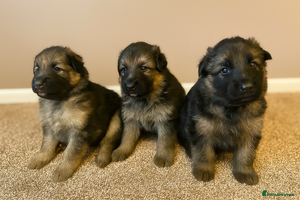 German Shepherd dogs - Advert 1