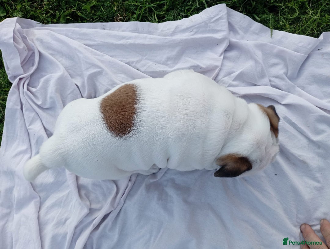 English Bulldog dogs for sale: 😍 Beautiful English bulldog puppies 🐶 ❤️  - Advert 3