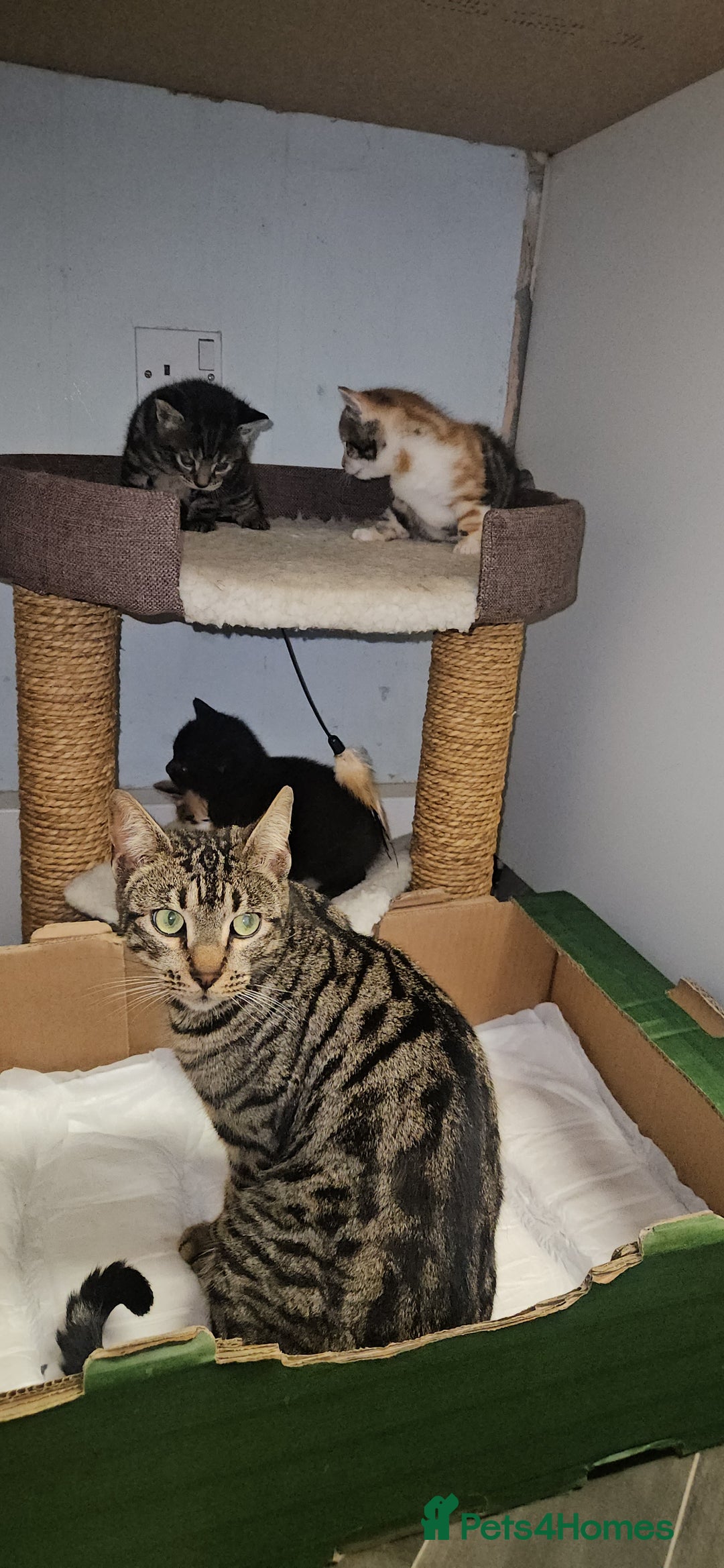 Bengal cats for sale: Kittys:Bengal+British parents  - Advert 14