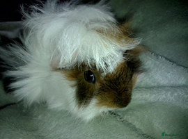 Guinea Pig rodents Baby Peruvian/Cross Guinea Pigs Looking for a Home - Advert 13