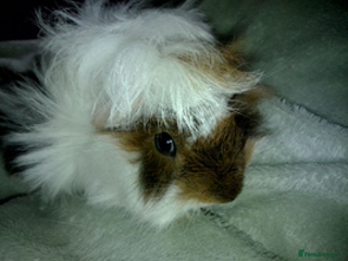 Guinea Pig rodents Baby Peruvian/Cross Guinea Pigs Looking for a Home - Advert 13
