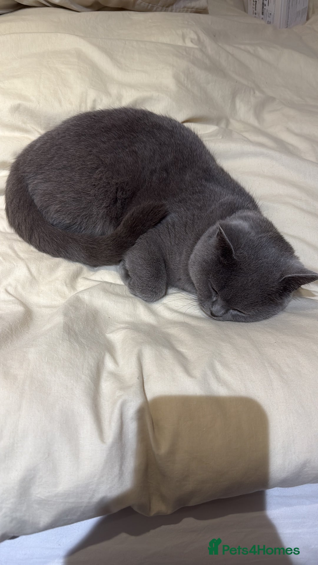 British Shorthair cats for sale: British shorthair Female  - Image 2