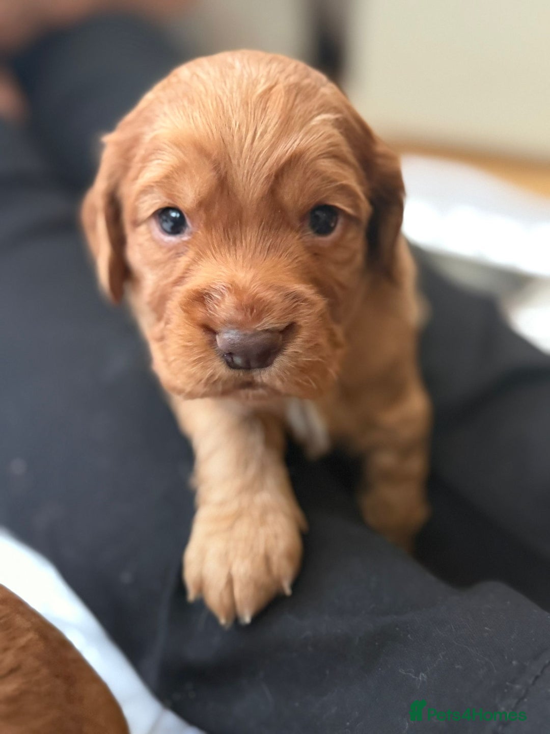 Cocker Spaniel dogs for sale: Working cocker spaniels (red)  - Image 5