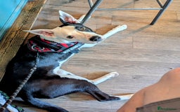 Mixed Breed dogs for sale: Max - Boxer/Collie Cross - Advert 8