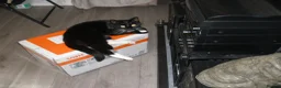 Mixed Breed cats for sale: male cat - Advert 2