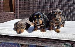 Dachshund dogs for sale: Dachshund puppies 🐶  - Image 4