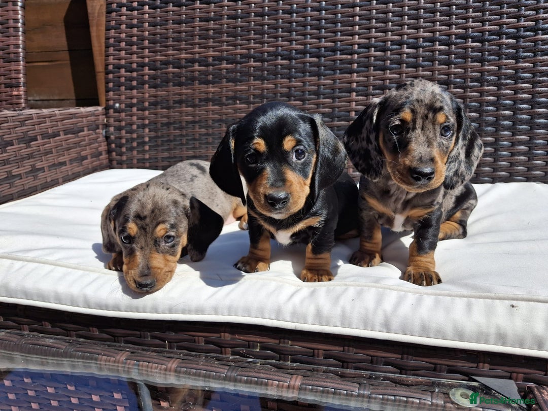 Dachshund dogs for sale: Dachshund puppies 🐶  - Image 4