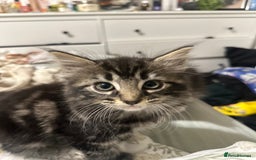 Mixed Breed cats for sale: 3 Male kittens for sale  - Image 6