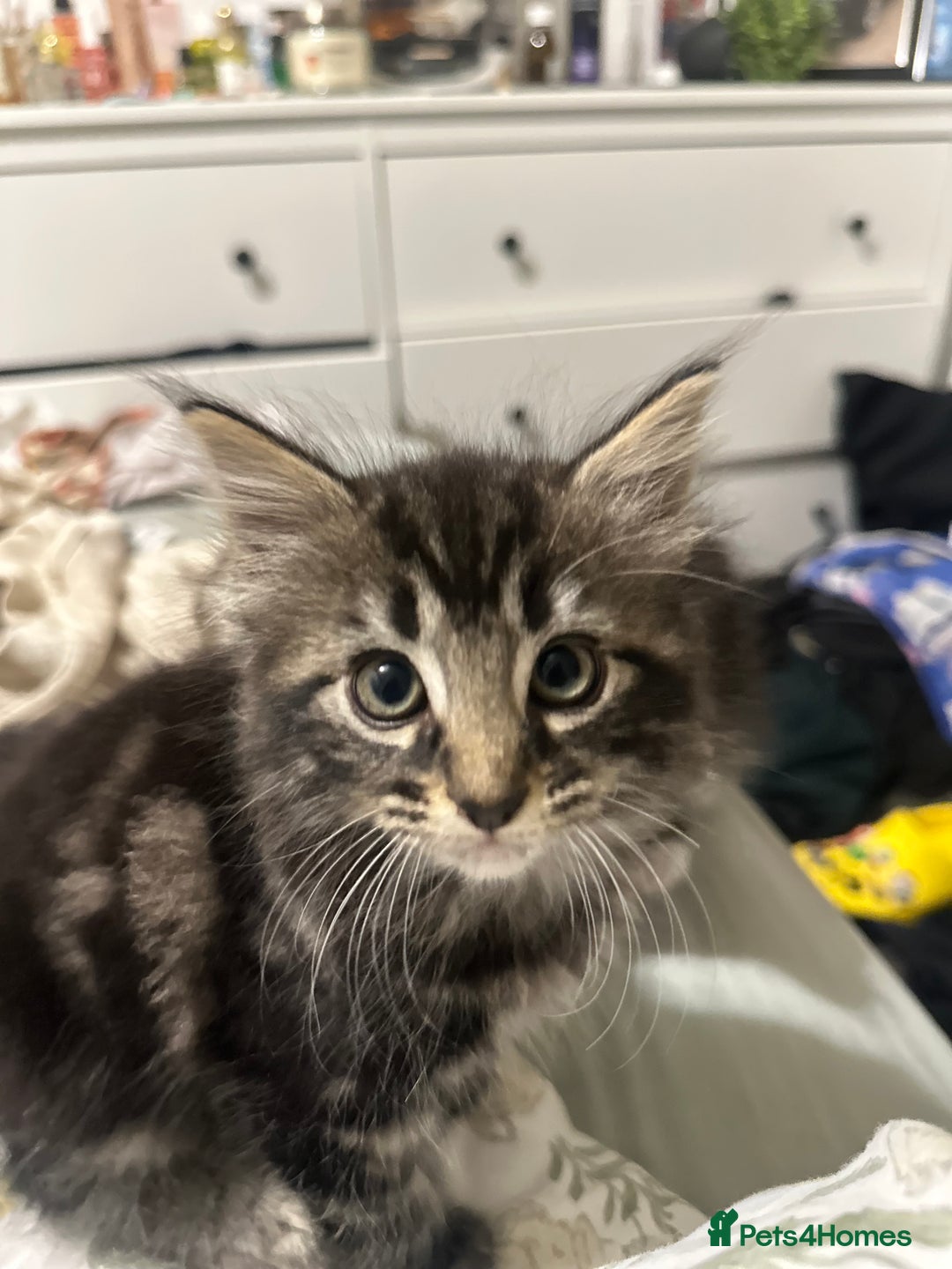 Mixed Breed cats for sale: 3 Male kittens for sale  - Image 6