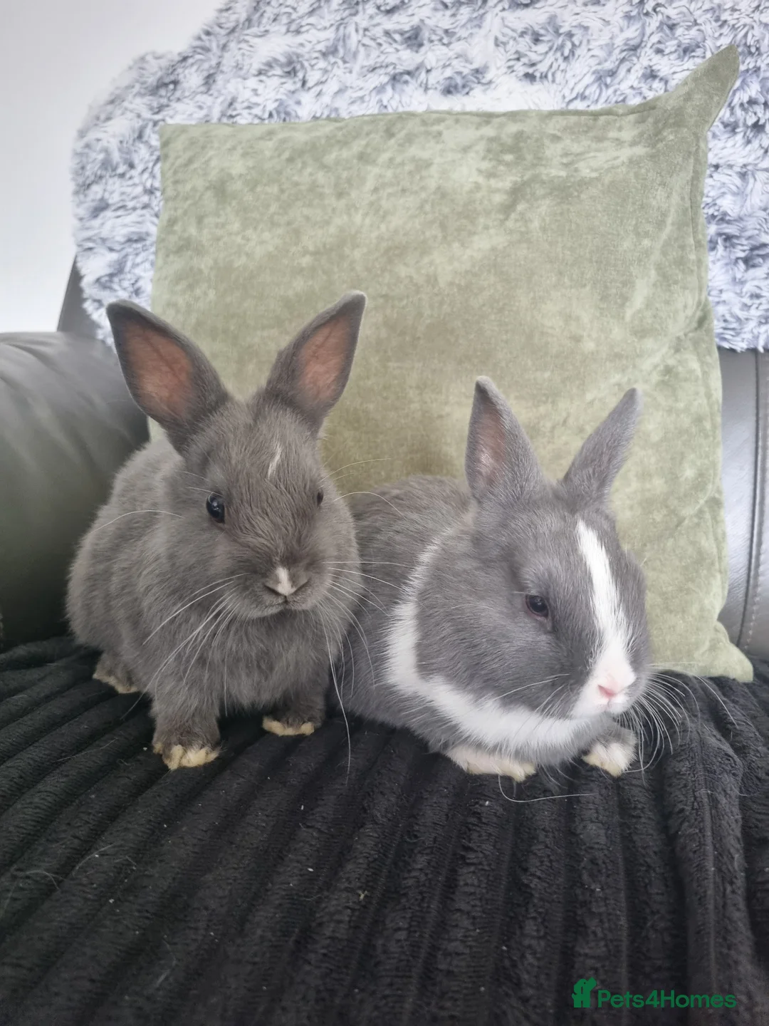Netherland Dwarf rabbits for sale: Netherland dwarf babies for sale in Normanton - Advert 2