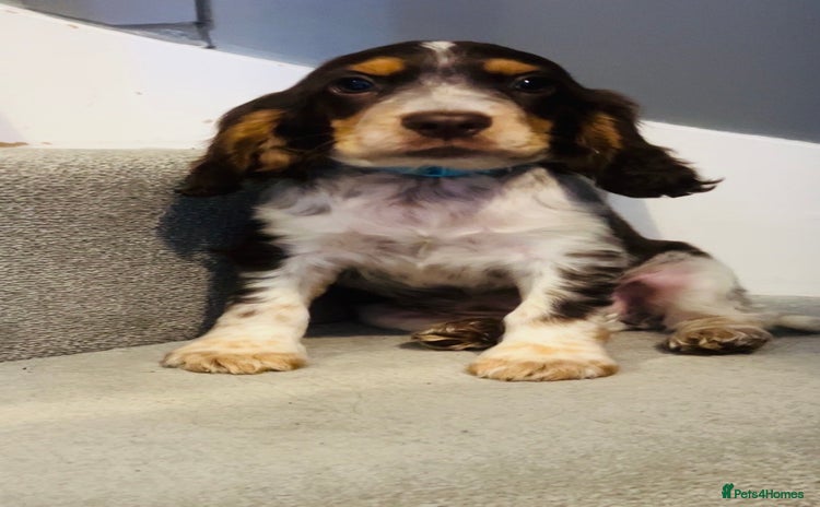 Cocker Spaniel dogs - Advert 5
