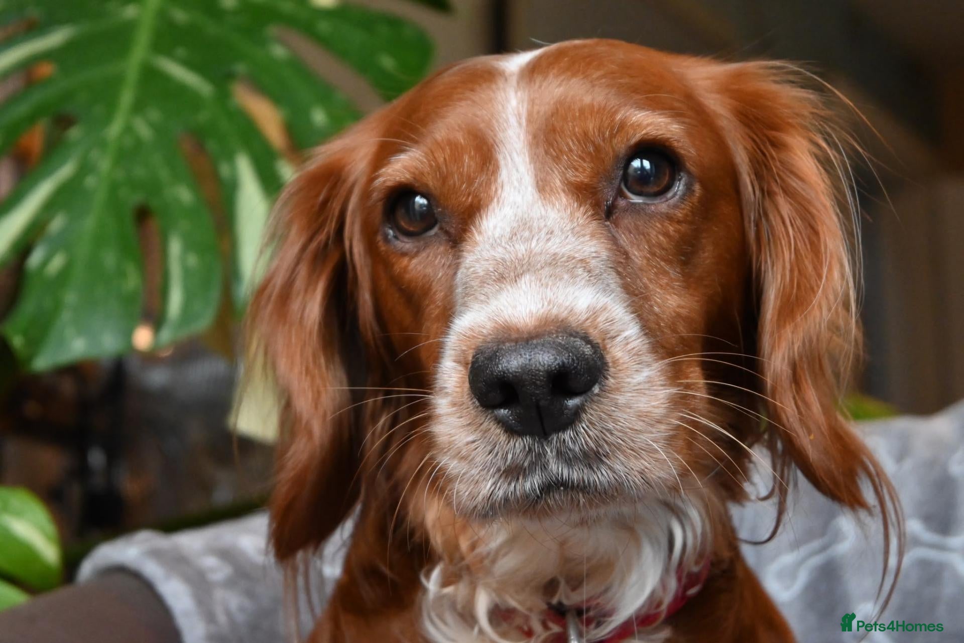 Cocker Spaniel dogs for sale: Chunky working cocker spaniel pups - Advert 2