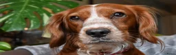 Cocker Spaniel dogs for sale: Chunky working cocker spaniel pups - Advert 2