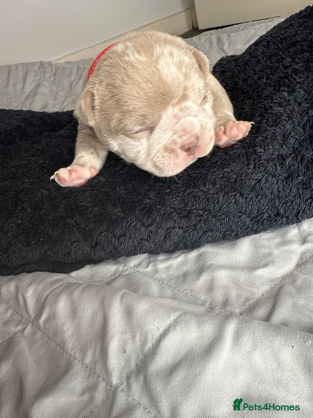 American Bully dogs for sale: Pocket bully’s  - Image 7