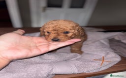 Cockapoo dogs for sale: Health tested Toy Cockapoo’s  - Advert 7