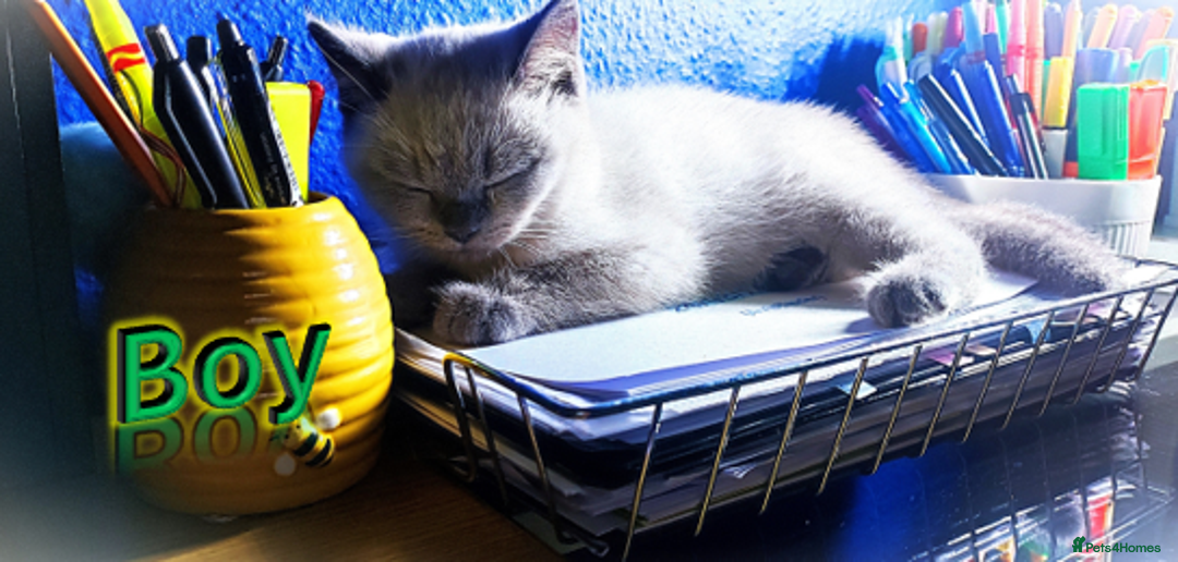 British Shorthair cats for sale: BSH Kittens Ready For New Homes Now - Image 17