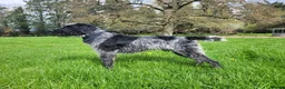 German Wirehaired Pointer dogs for sale: KC registered German wire haired pointer puppies in Dunstable - Advert 3