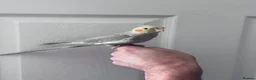 Cockatiels birds for sale: Baby hand tame cockatiel  - Advert 2