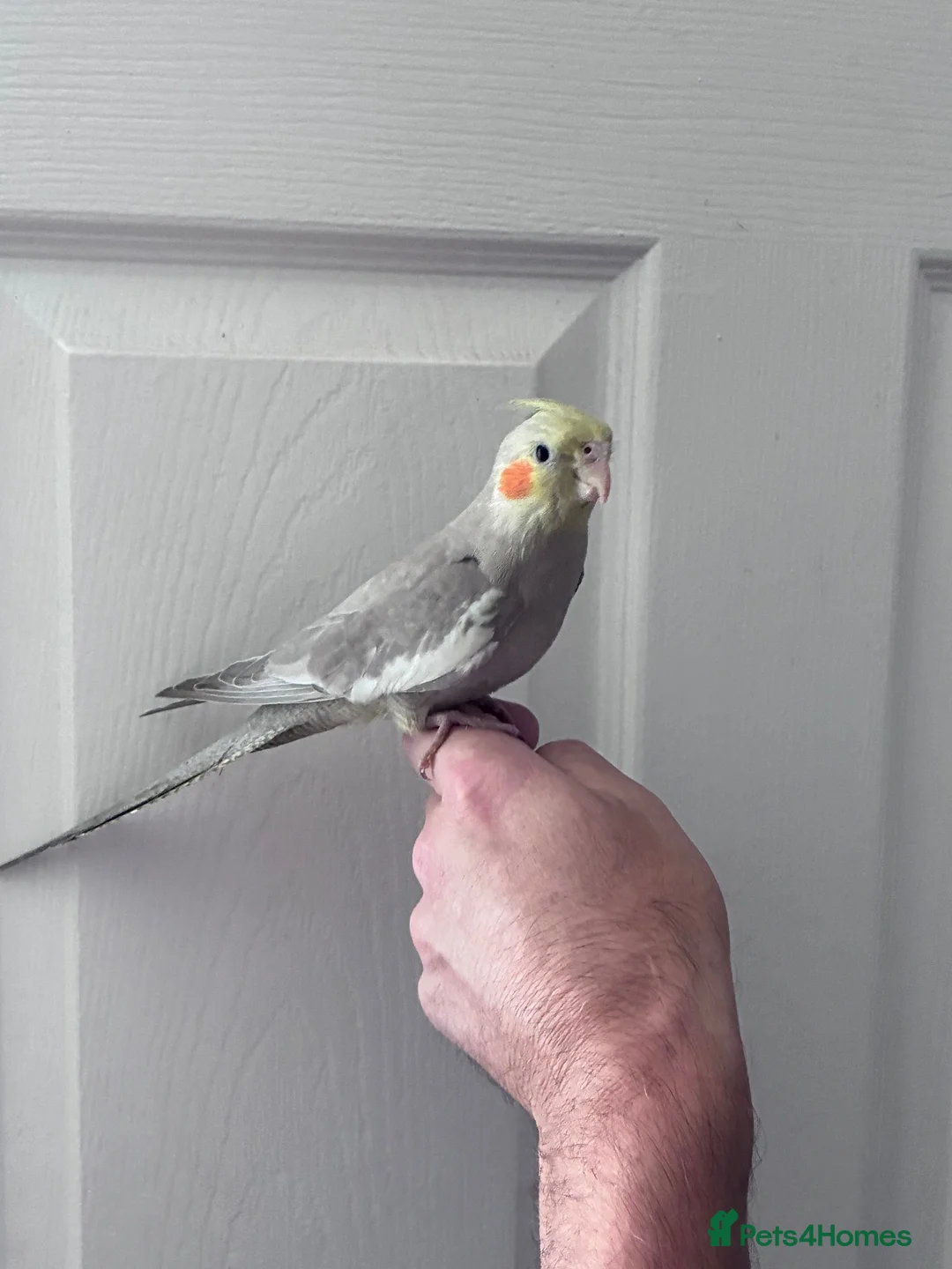 Cockatiels birds for sale: Baby hand tame cockatiel  - Advert 2