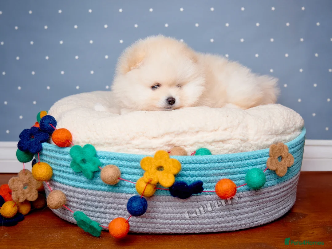 Pomeranian dogs for sale:  Pomeranian puppies. Last boy is still available - Advert 17