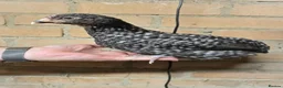 Chickens poultry for sale: Swedish Flower Hens & Cuckoo Marans - Advert 3