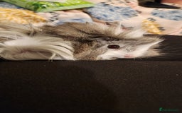 Guinea Pig rodents for sale: Guinea pig trio - Image 1