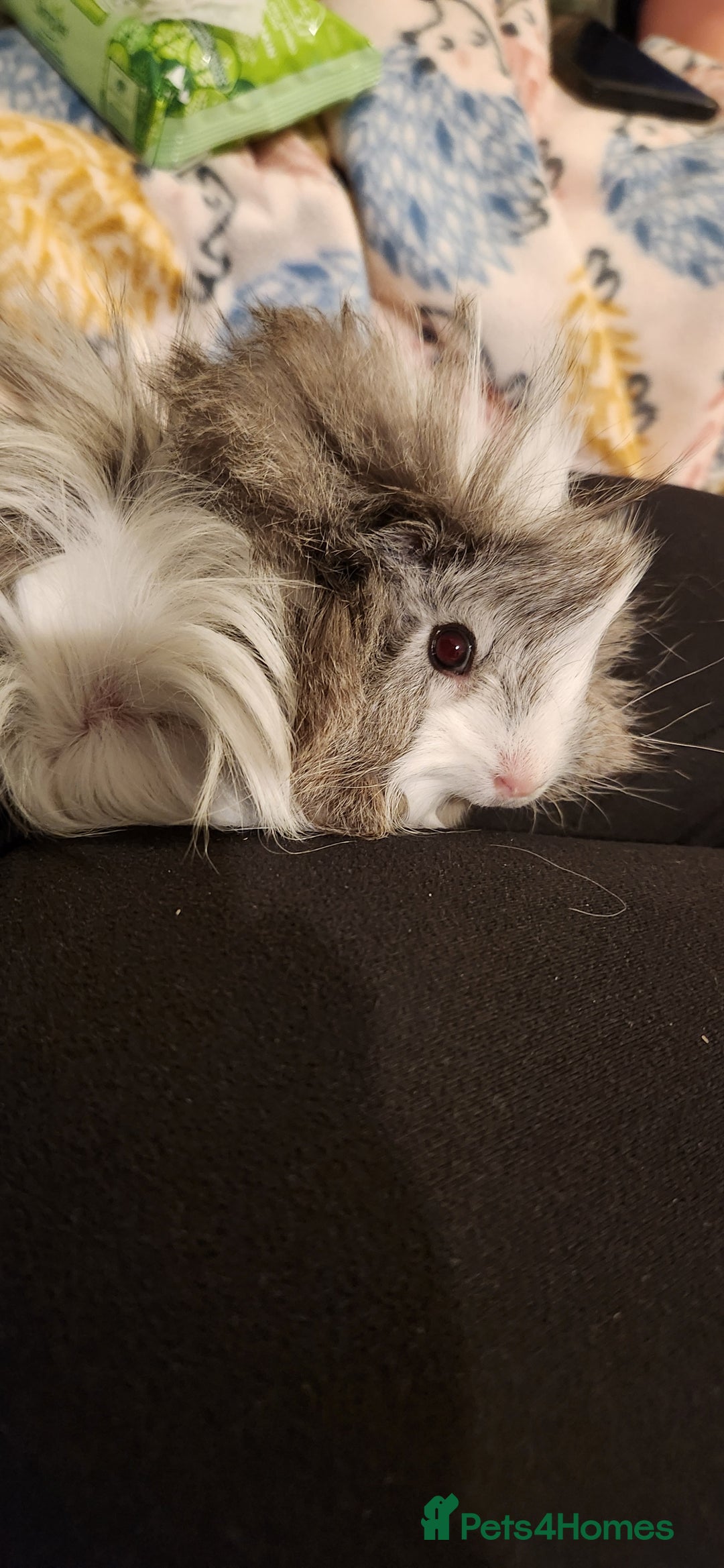 Guinea Pig rodents for sale: Guinea pig trio - Image 1