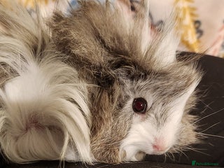 Guinea Pig rodents - Advert 1