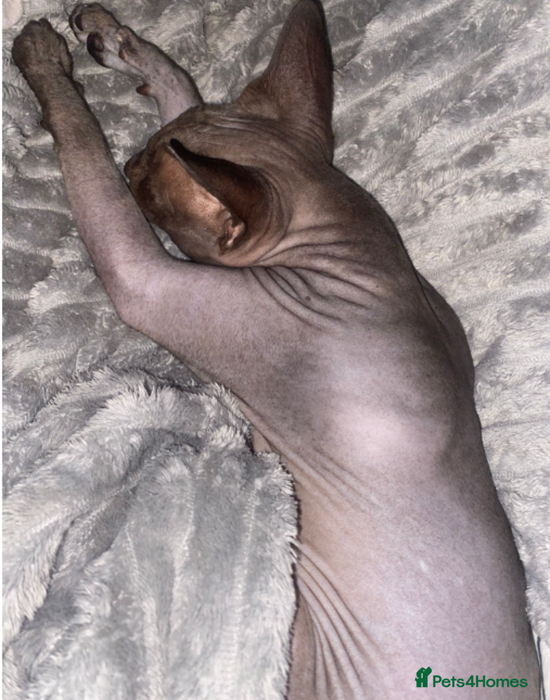 Sphynx cats for sale: Loving cuddly Sphynx - Image 7