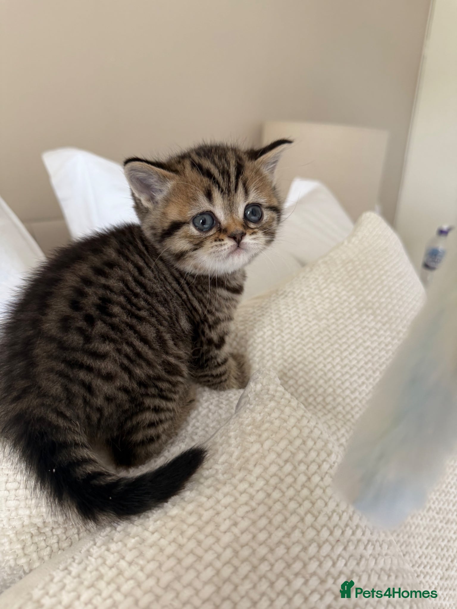 Scottish Fold cats Scottish fold black smoke kitten  - Advert 1